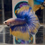 [AOC] Yellow Blue Mosiac A33 Halfmoon - Male Betta