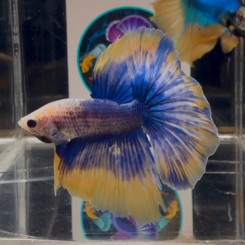 [AOC] Yellow Blue Mosiac A33 Halfmoon - Male Betta