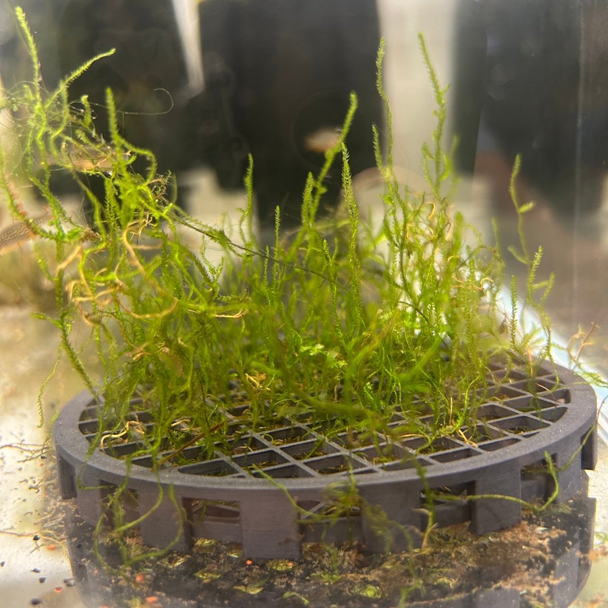Aquarium Moss Cage - 3D printed