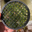 Aquarium Moss Cage - 3D printed
