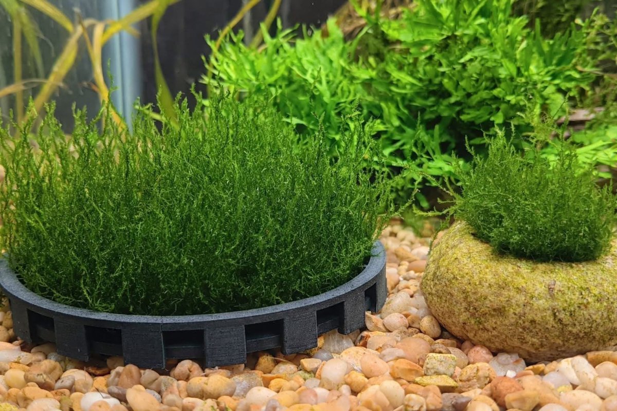 Aquarium Moss Cage