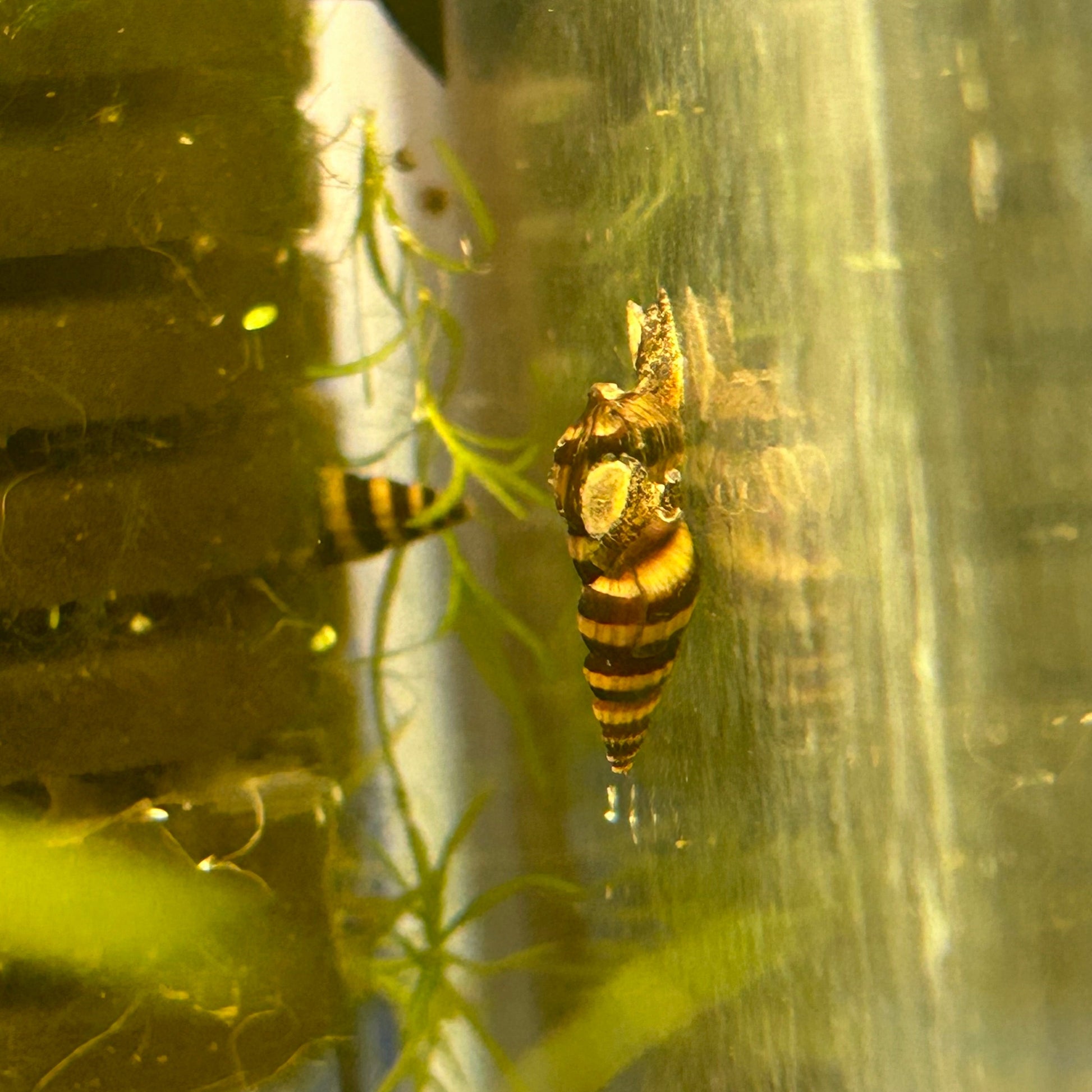 Assassin Snails