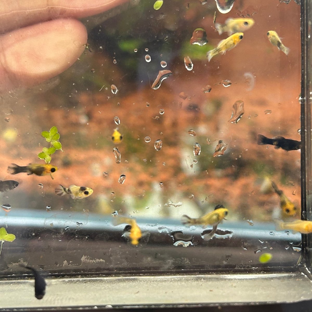 Assorted Balloon Molly Frys - One Baby Molly