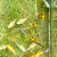 Assorted Balloon Molly - Juvenile 2 months old Live Molly Fish baby fish