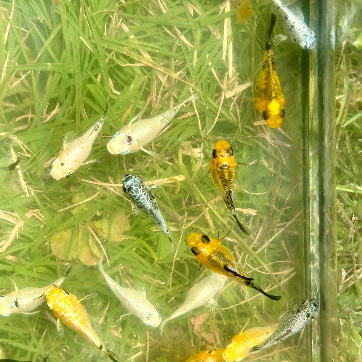 Assorted Balloon Molly - One Juvenile || 2 months old