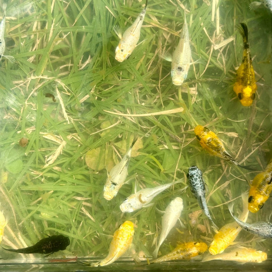 Assorted Balloon Molly - Juvenile 2 months old Live Molly Fish baby fish