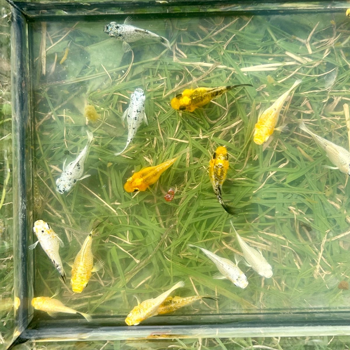 Assorted Balloon Molly - One Juvenile || 2 months old
