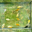 Assorted Balloon Molly - Juvenile 2 months old Live Molly Fish baby fish