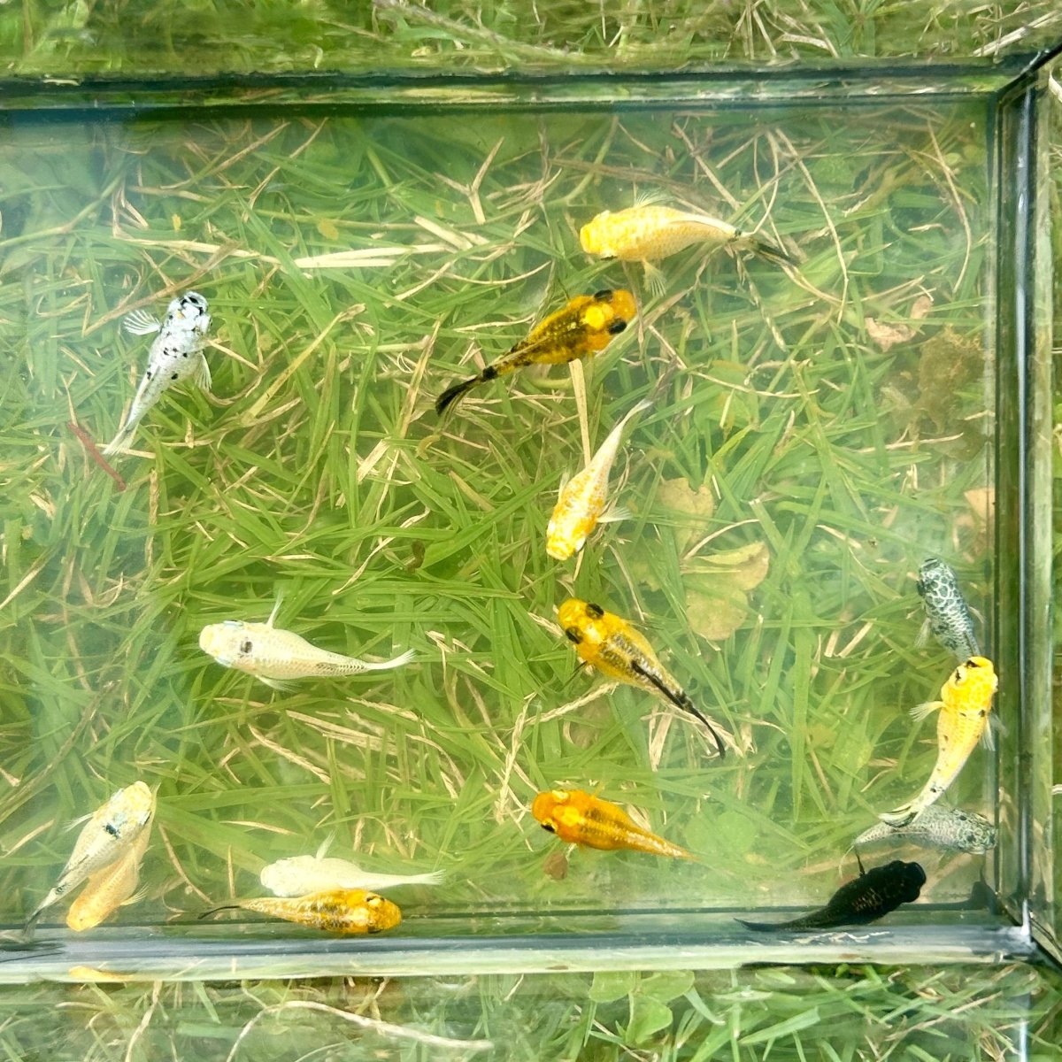 Assorted Balloon Molly - One Juvenile || 2 months old