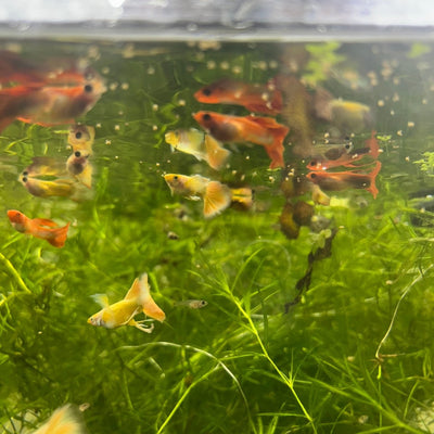 Assorted Mixed Fancy Guppy
