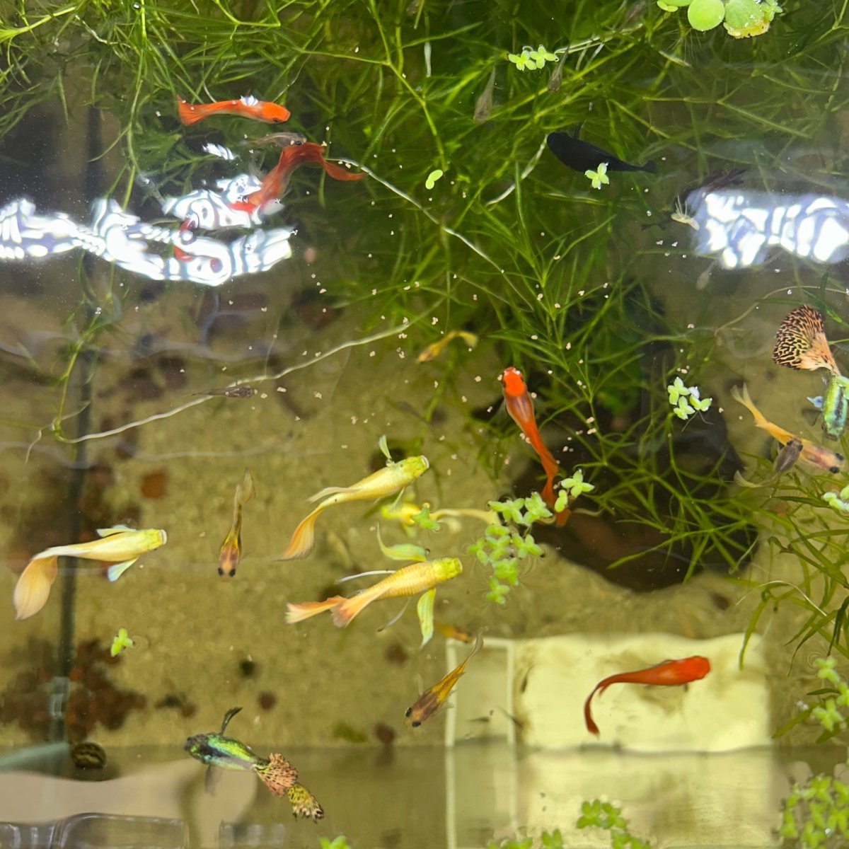 Guppy Fish Assorted Mixed Fancy