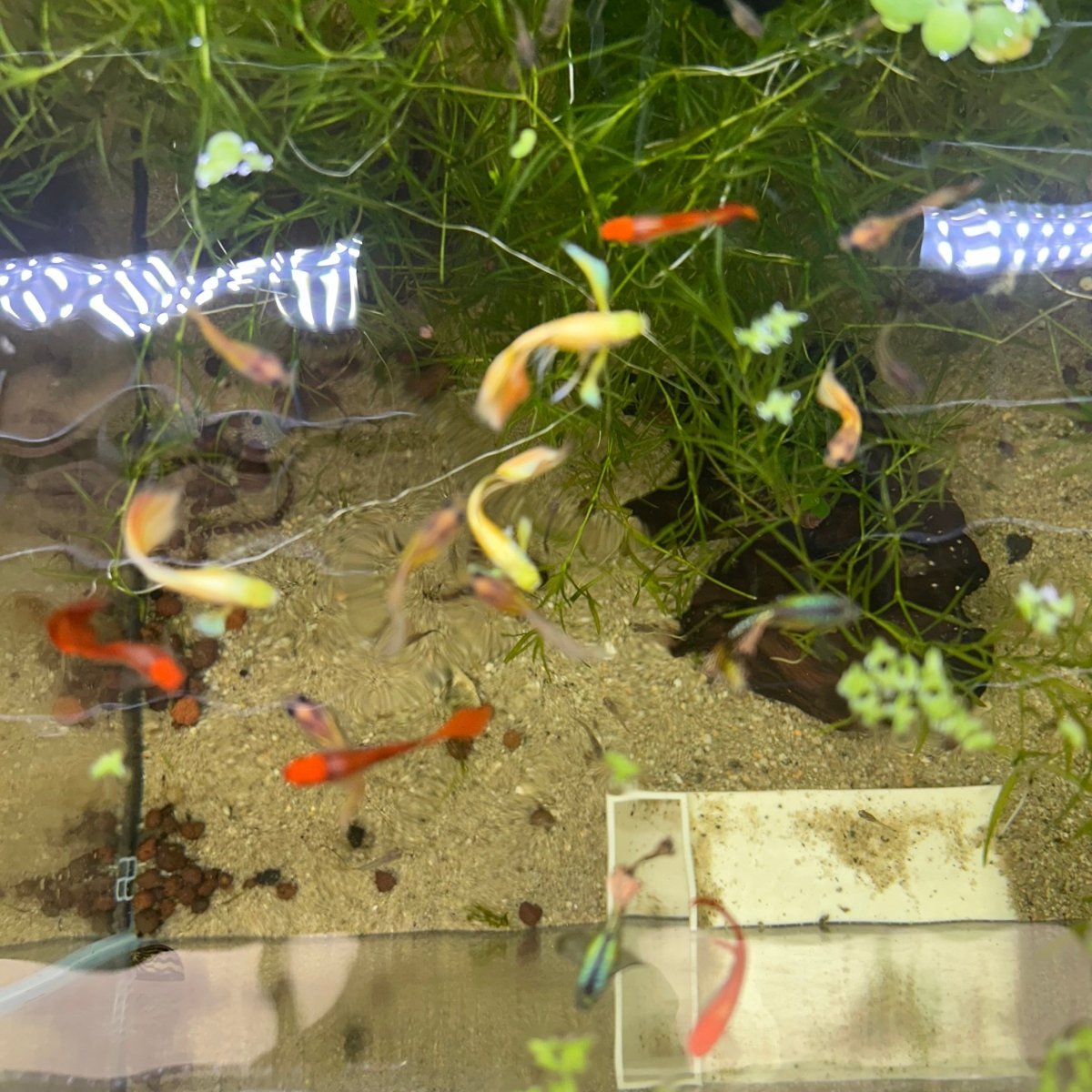Guppy Fish Assorted Mixed Fancy