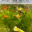 Assorted Mixed Fancy Guppy