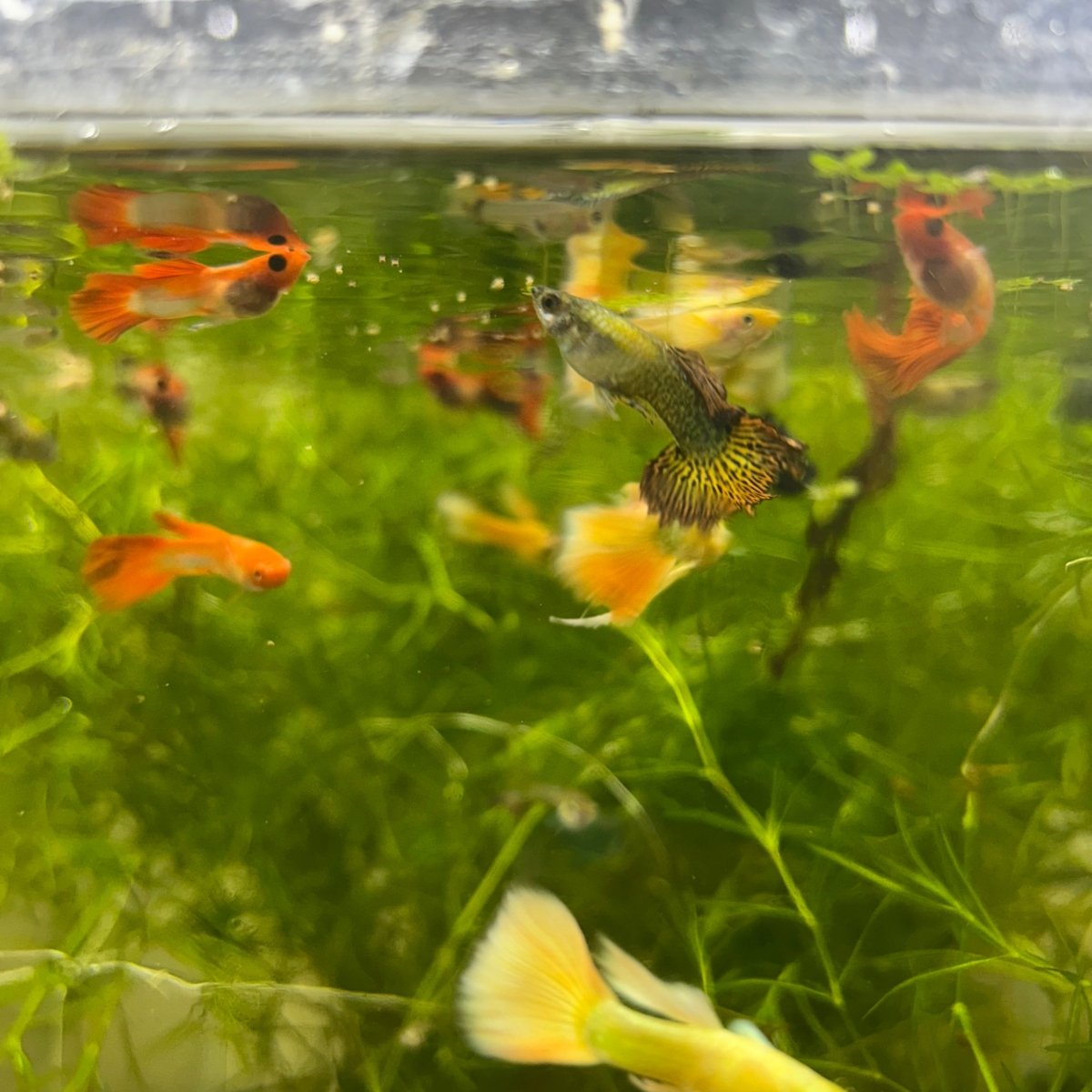 Guppy Fish Assorted Mixed Fancy