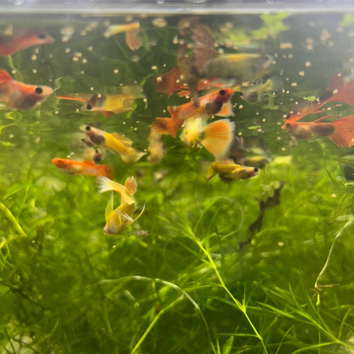 Guppy Fish Assorted Mixed Fancy