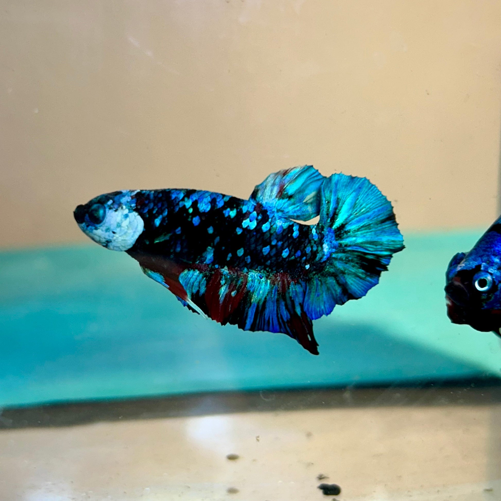 Avarta Black Blue Plakat - Male Betta 156