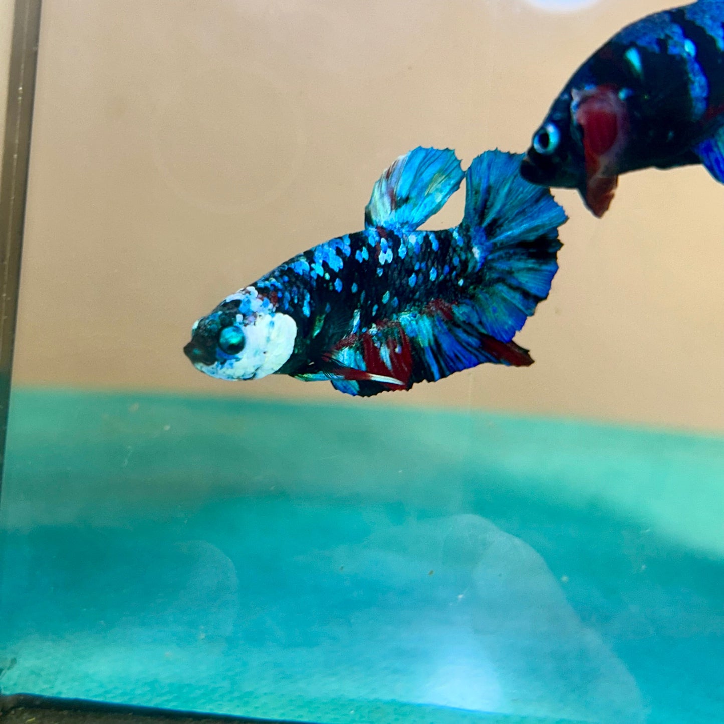 Avarta Black Blue Plakat - Male Betta 156