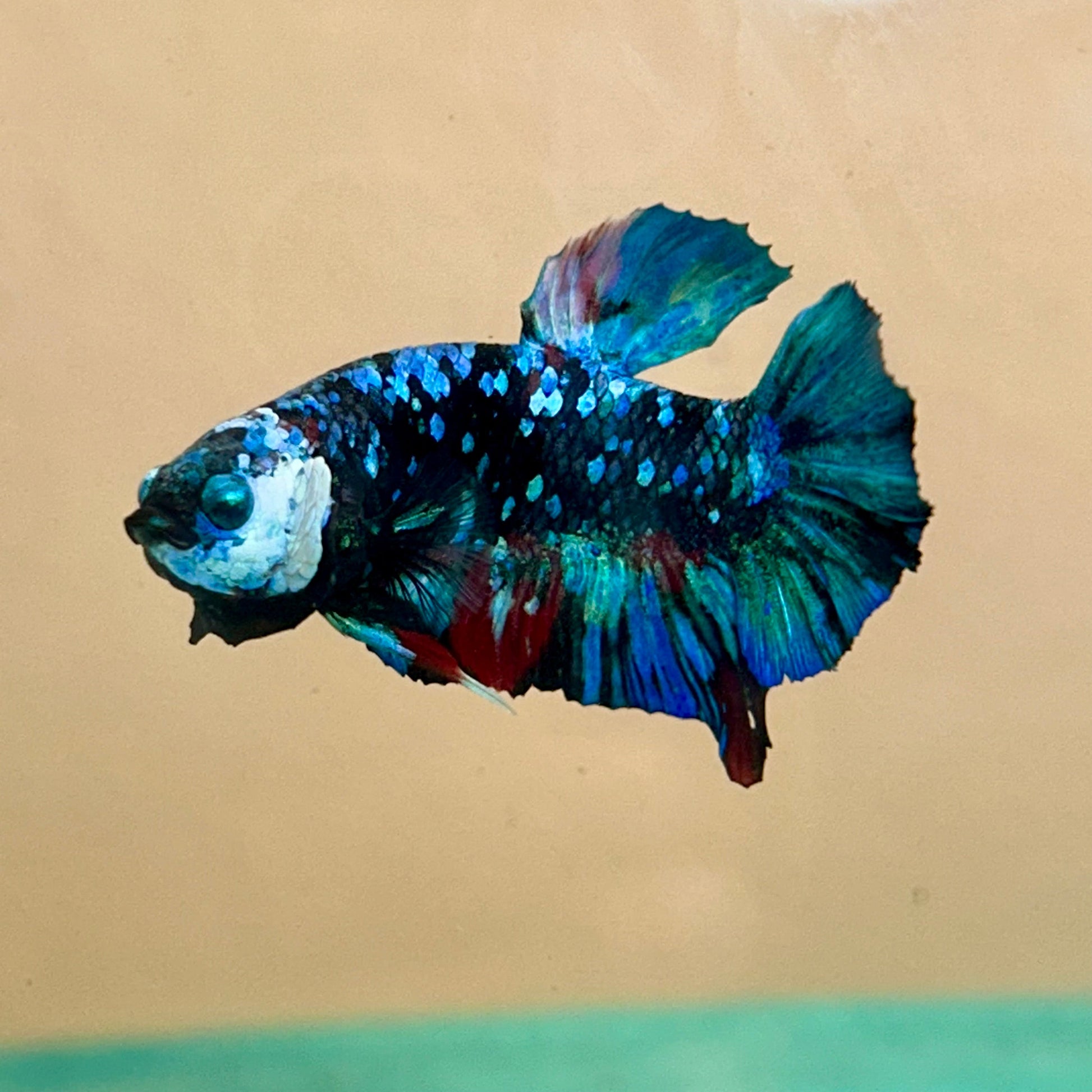 Avarta Black Blue Plakat - Male Betta 156