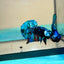 Avarta Black Blue Plakat - Male Betta 156