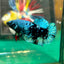 Avarta Black Blue Plakat - Male Betta 22