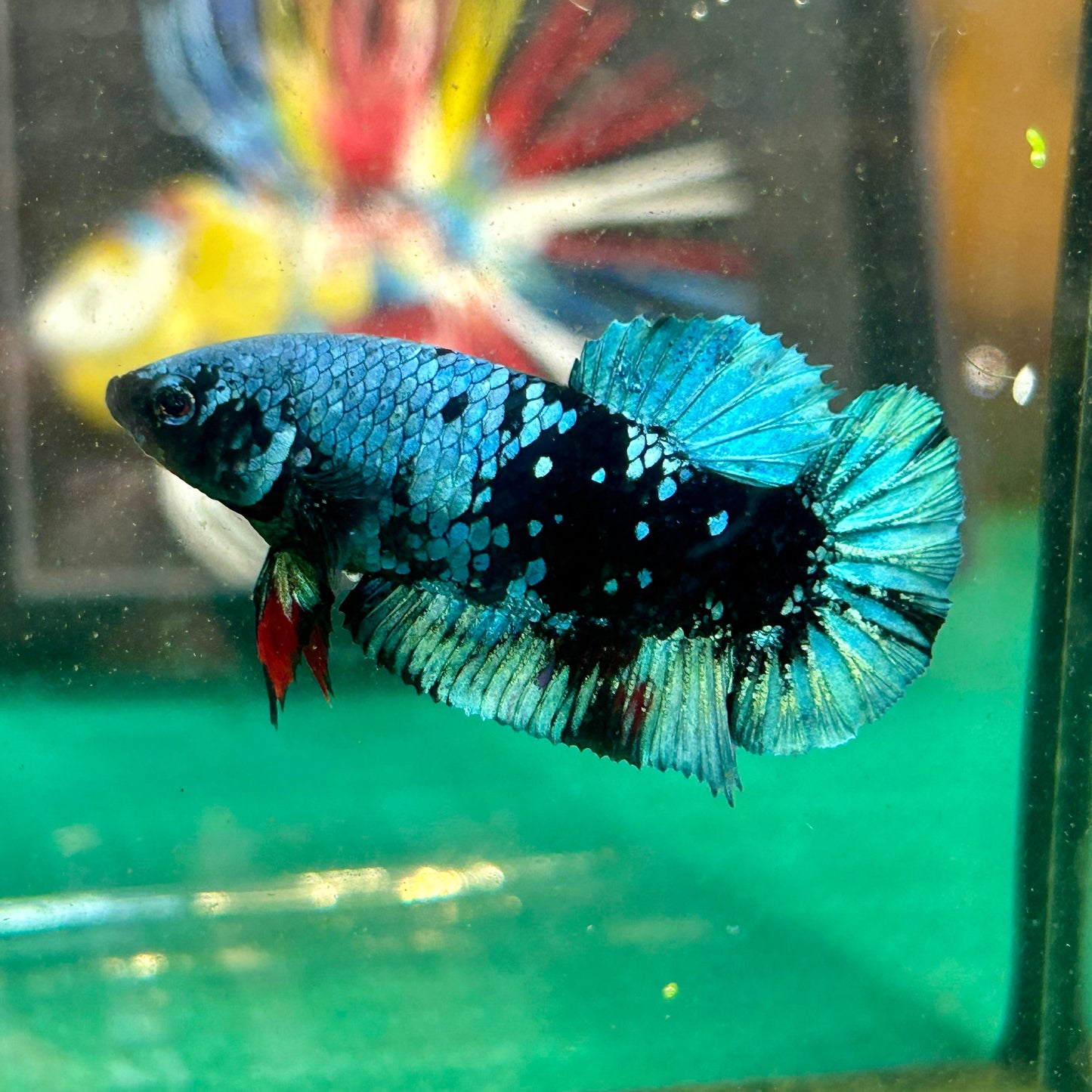 Avarta Black Blue Plakat - Male Betta 22