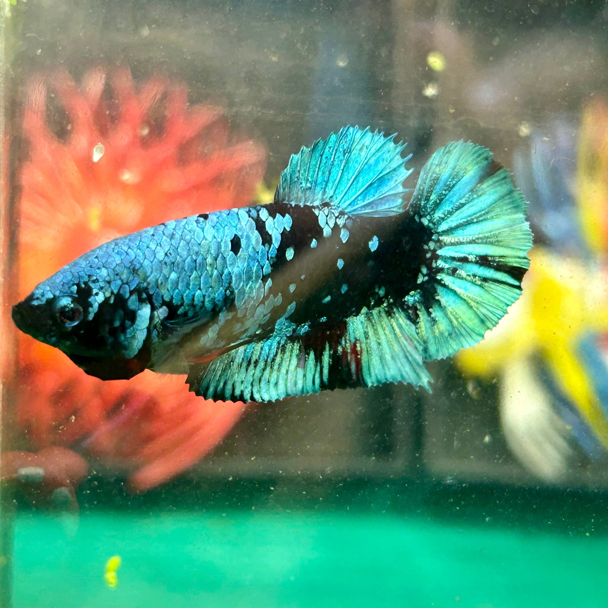 Avarta Black Blue Plakat - Male Betta 22