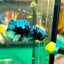 Avarta Black Blue Plakat - Male Betta 22