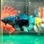 Avarta Black Blue Plakat - Male Betta 22