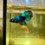 Avarta Black Light Halfmoon - Female Betta 58