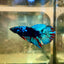 Avarta Black Light Halfmoon - Female Betta 58