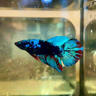 Avarta Black Light Halfmoon - Female Betta 58