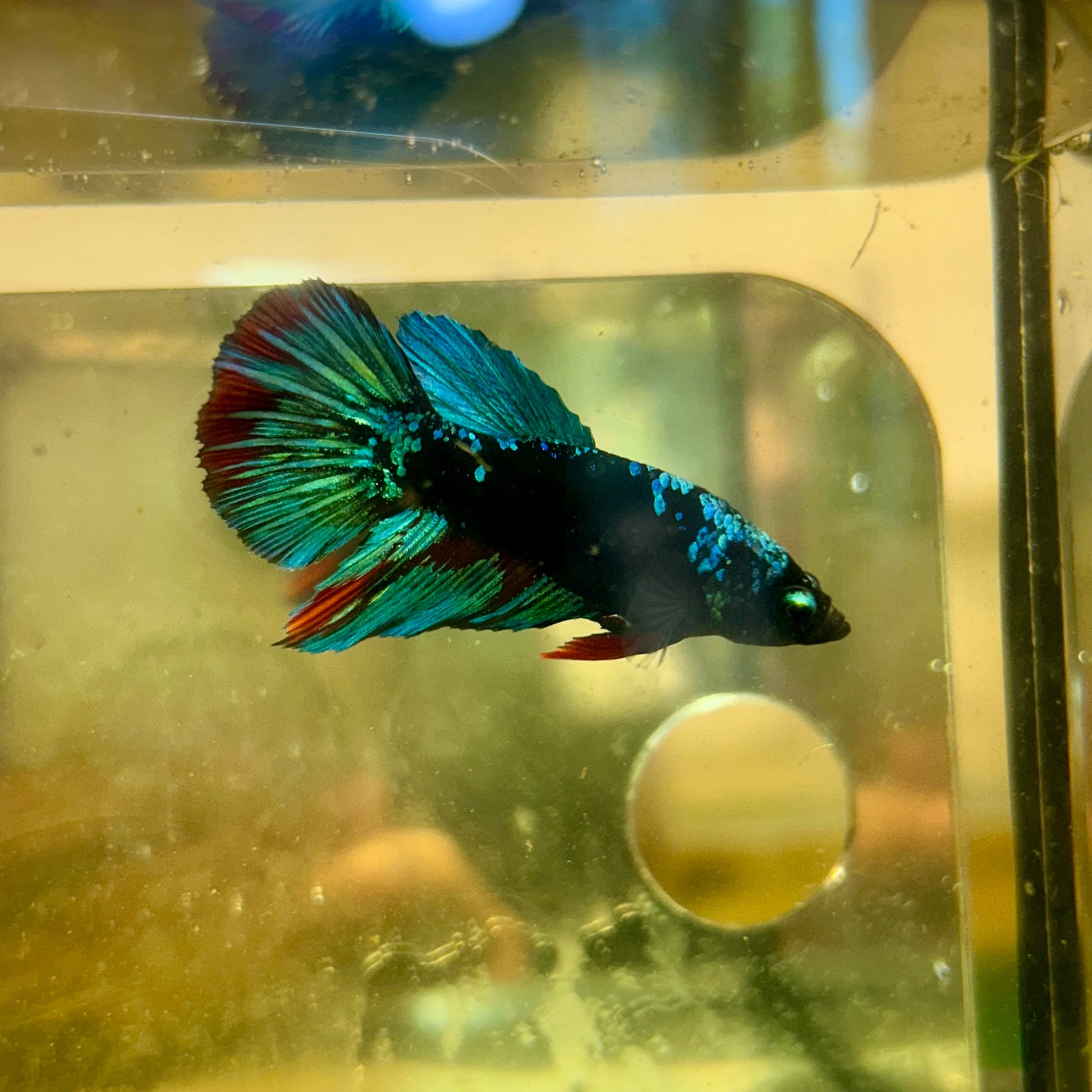 Avarta Black Light Halfmoon - Female Betta 58