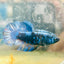 Avarta Blue Female Betta 173