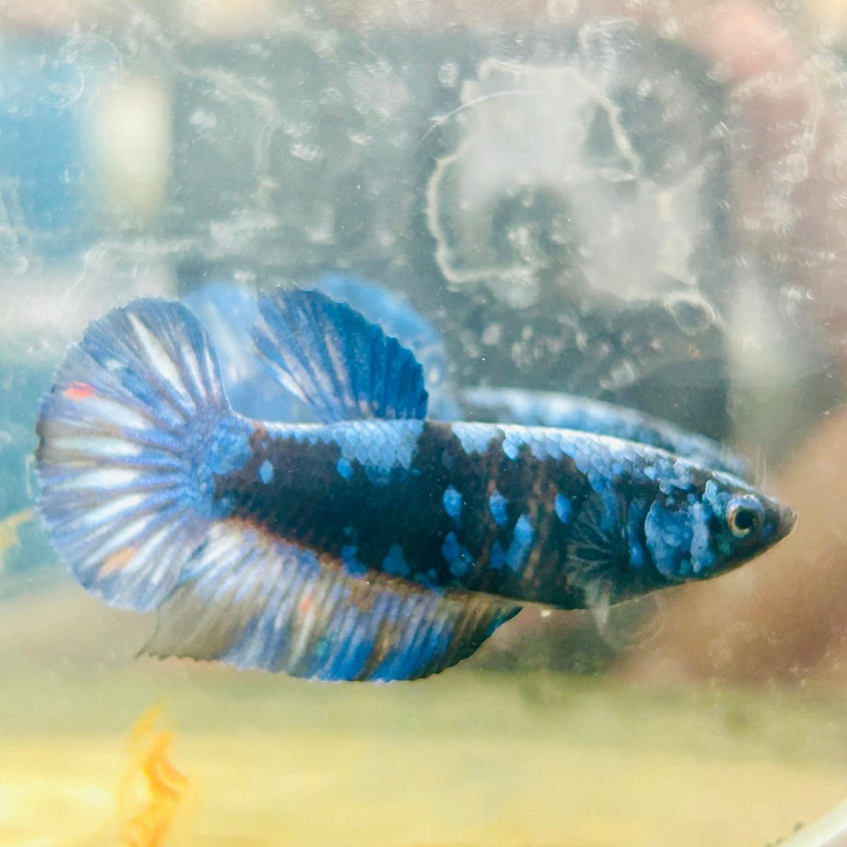 Avarta Blue Female Betta 173