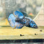 Avarta Blue Female Betta 173