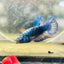 Avarta Blue Female Betta 173