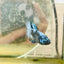 Avarta Blue Female Betta 173
