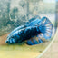 Avarta Blue Female Betta 173