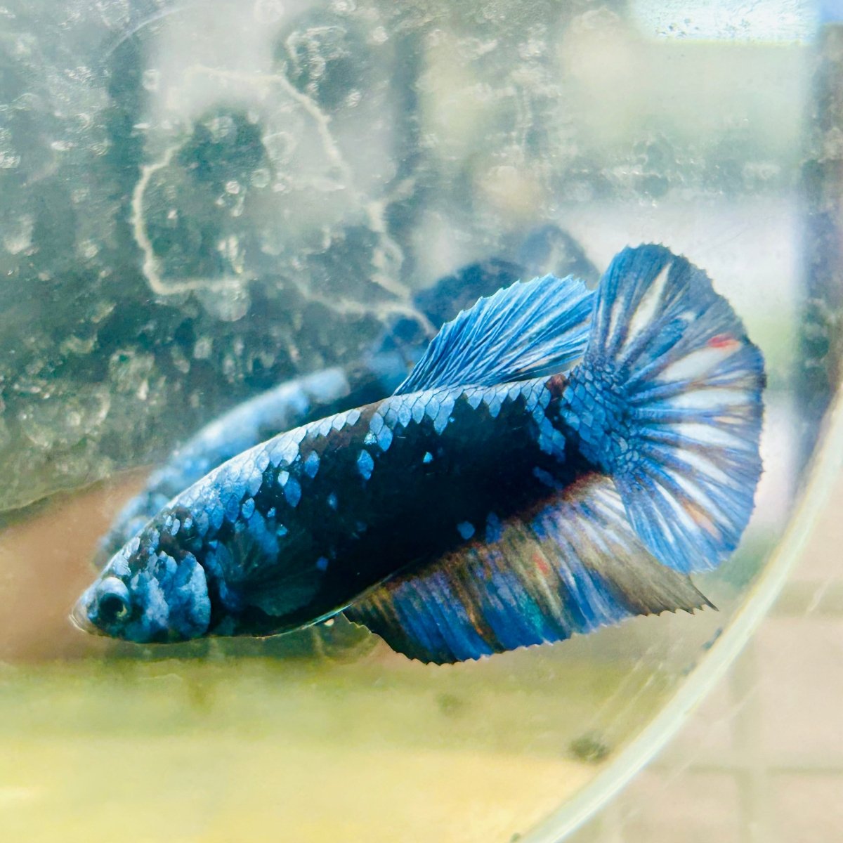 Avarta Blue Female Betta 173