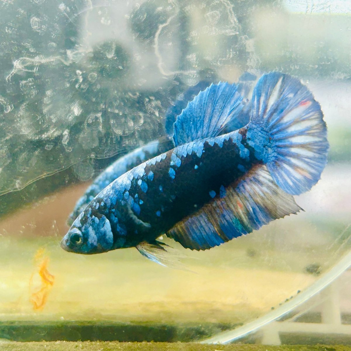 Avarta Blue Female Betta 173