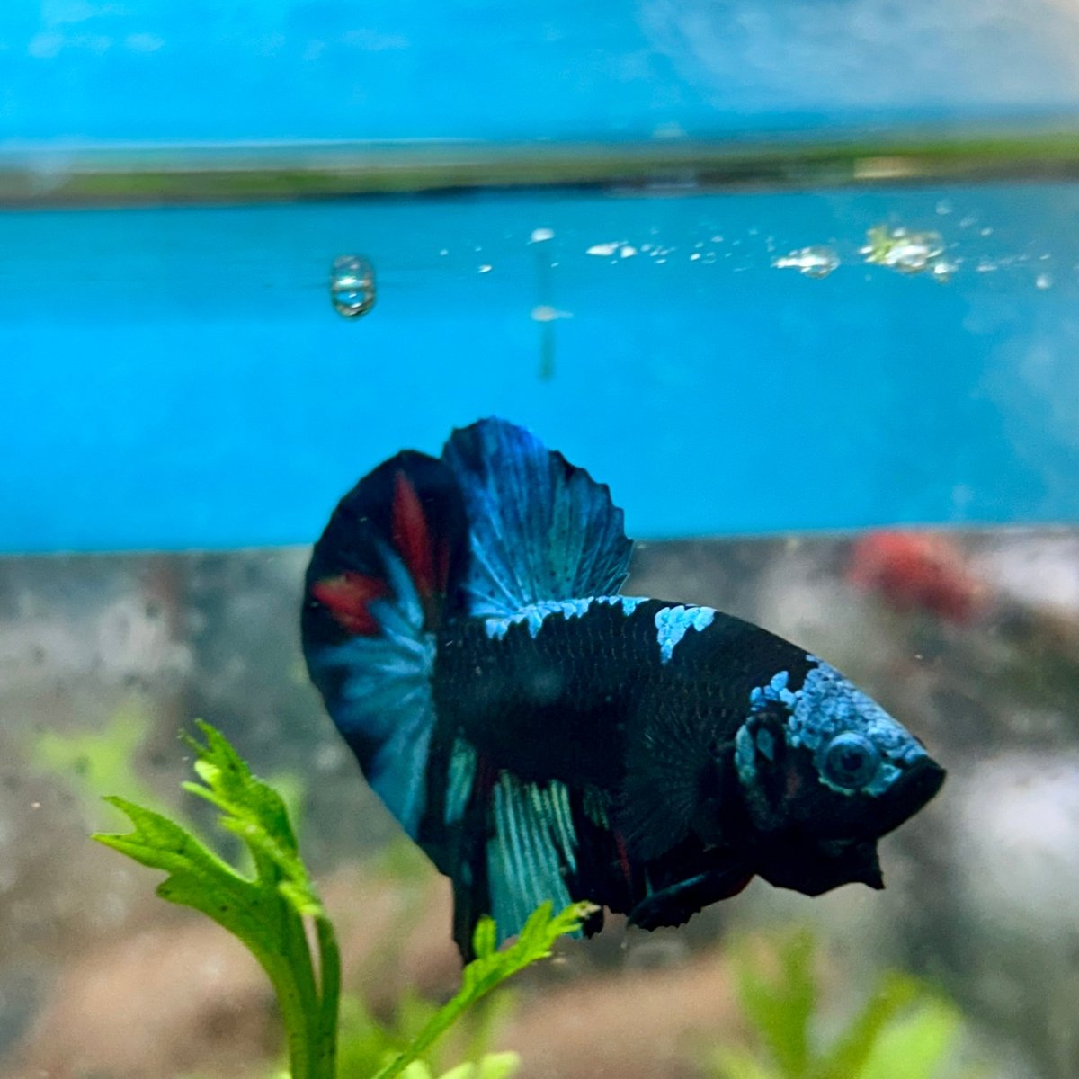 Avarta Blue Plakat - Male Betta 019
