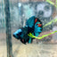 Avarta Blue Plakat - Male Betta 019