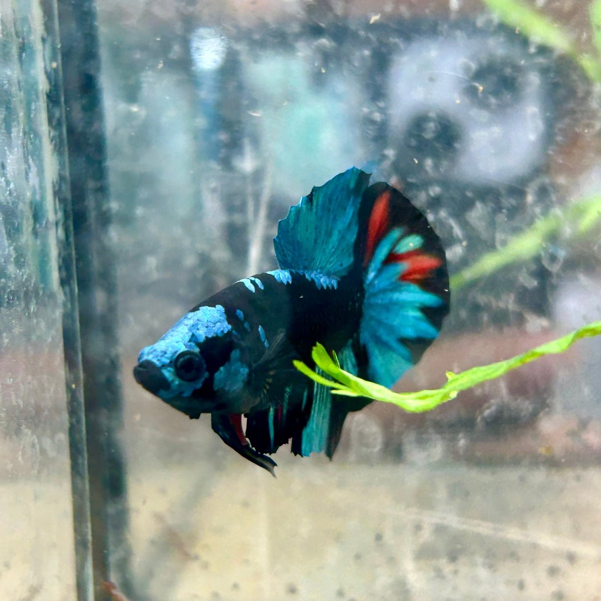 Avarta Blue Plakat - Male Betta 019