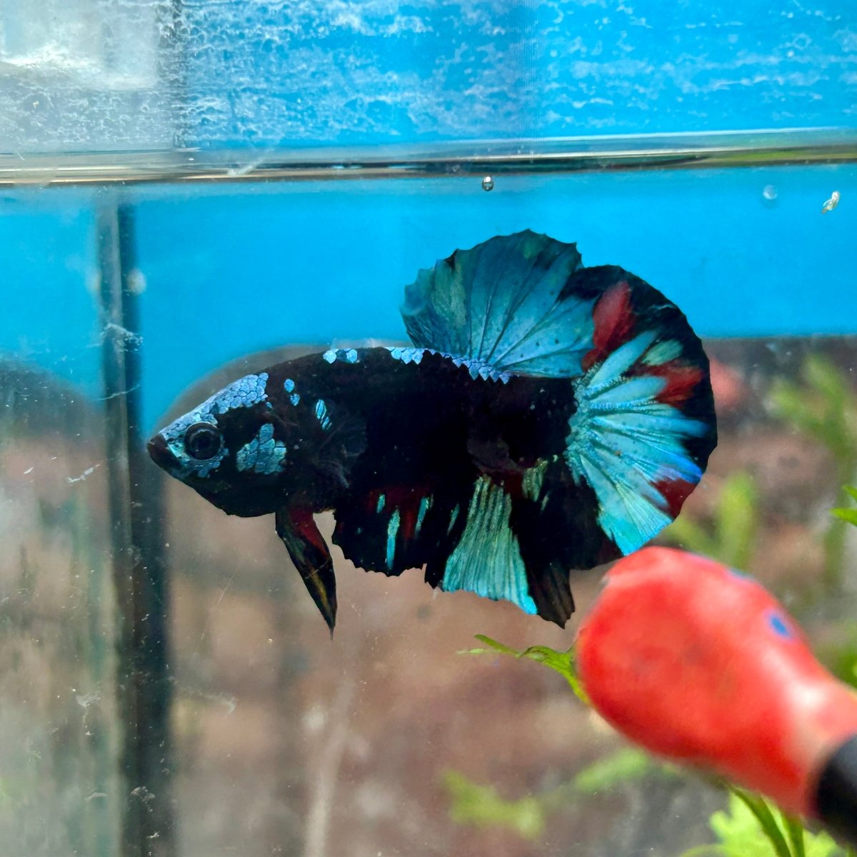 Avarta Blue Plakat - Male Betta 019