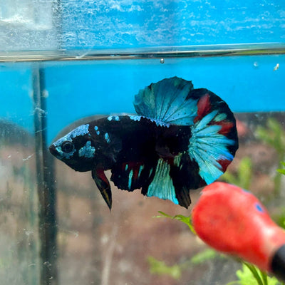 Avarta Blue Plakat - Male Betta 019