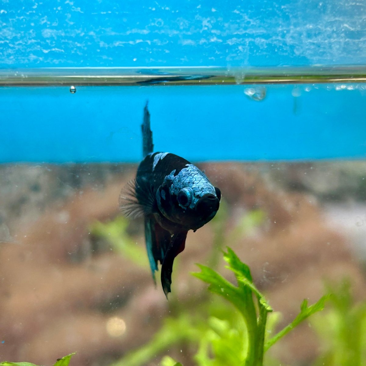 Avarta Blue Plakat - Male Betta 019