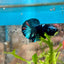 Avarta Blue Plakat - Male Betta 019