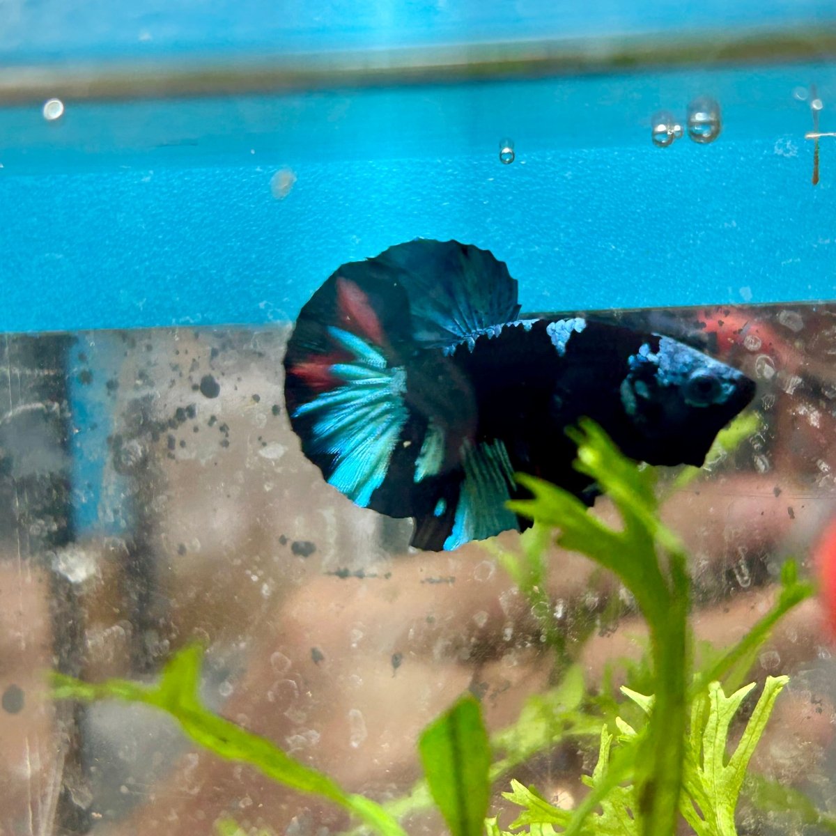Avarta Blue Plakat - Male Betta 019