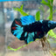 Avarta Blue Plakat - Male Betta 019