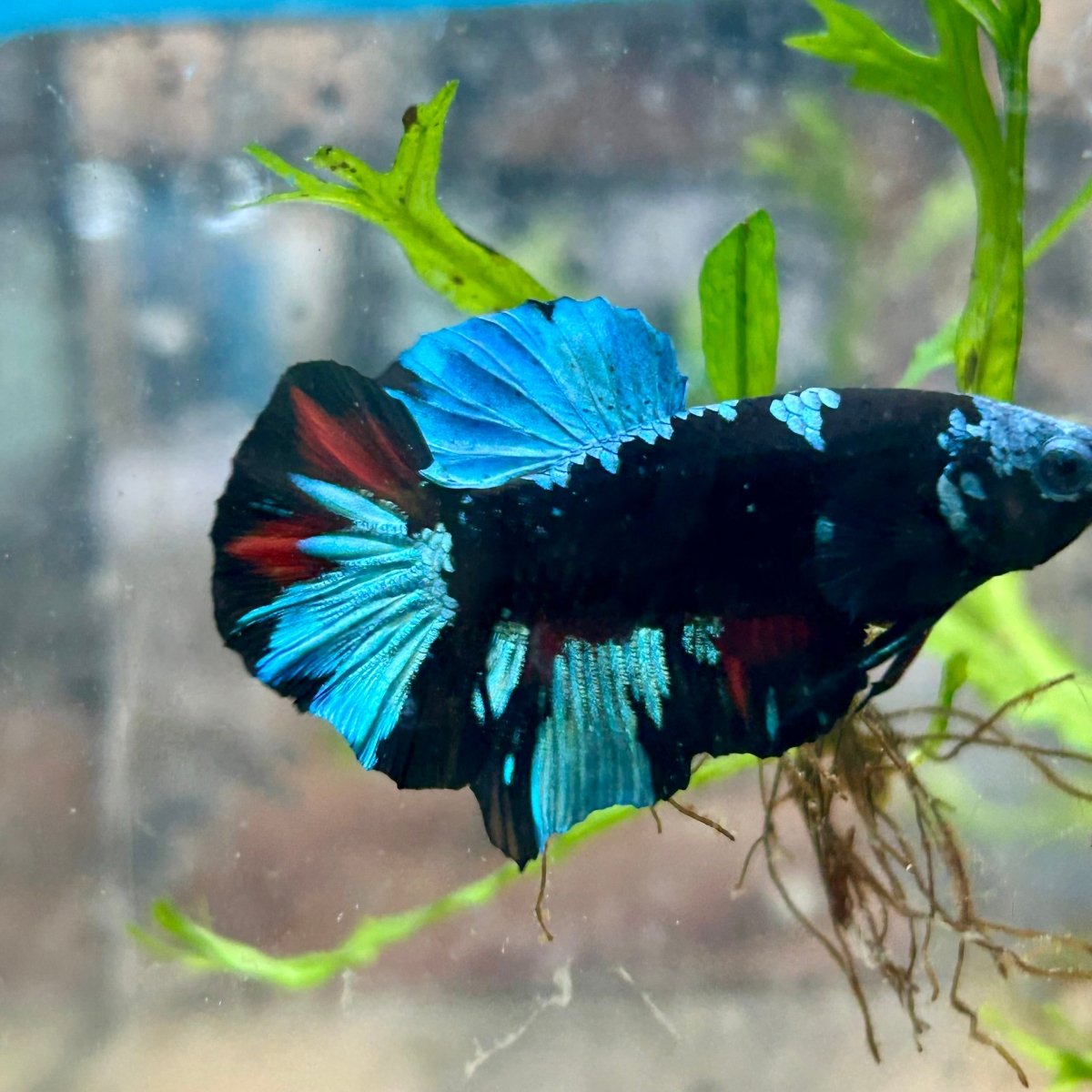 Avarta Blue Plakat - Male Betta 019